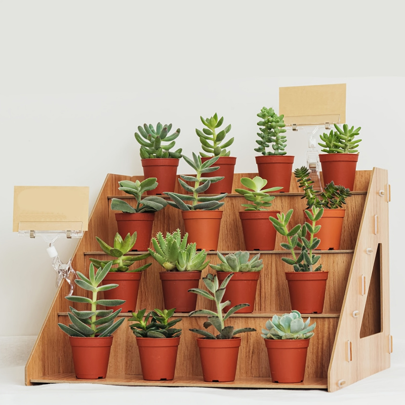 Pop Display Shelf - Drewniany stojak ekspozycyjny, stojak na targi